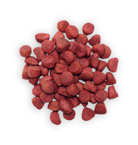 Dog Food 4 Dog Food 4