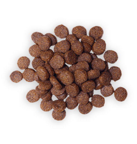 Dog Food 5 Dog Food 5